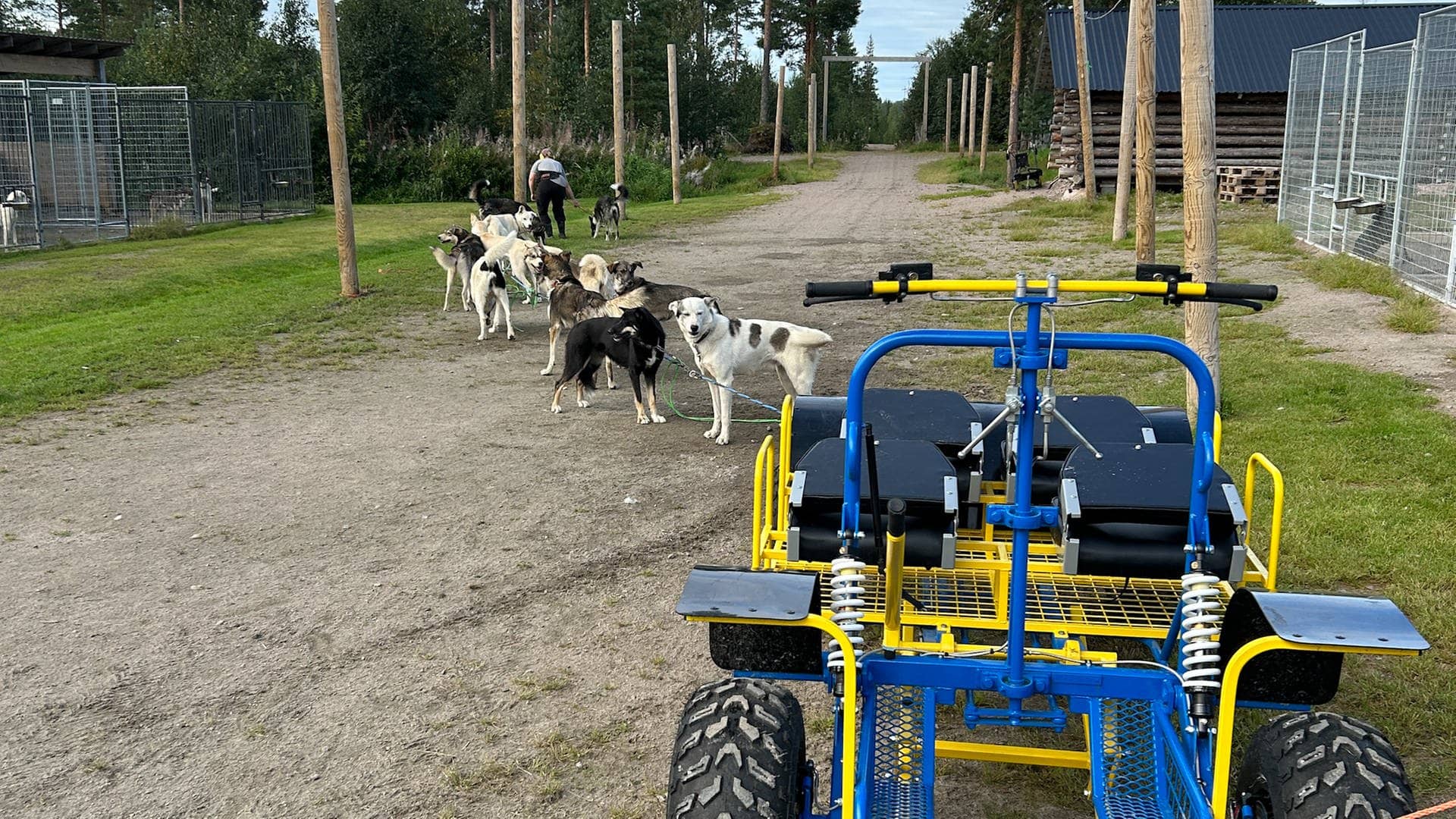 Huskys auf einer Farm in Finnland
