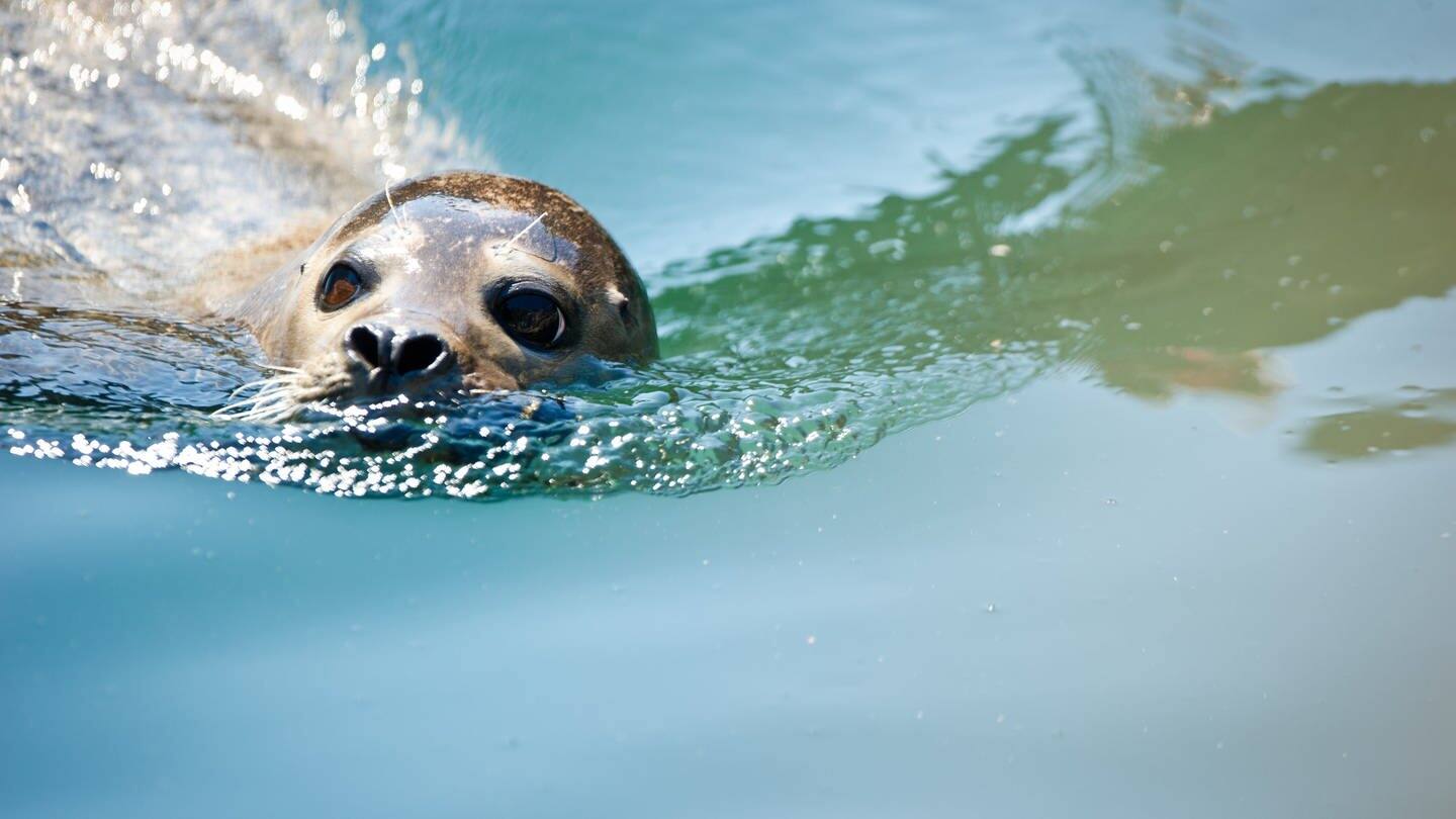 Ein Seehund schwimmt im Wasser (Foto: dpa Bildfunk, picture alliance / dpa | Christoph Schmidt)