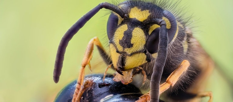 Wespe beim Fressen (Foto: dpa Bildfunk, Picture Alliance)