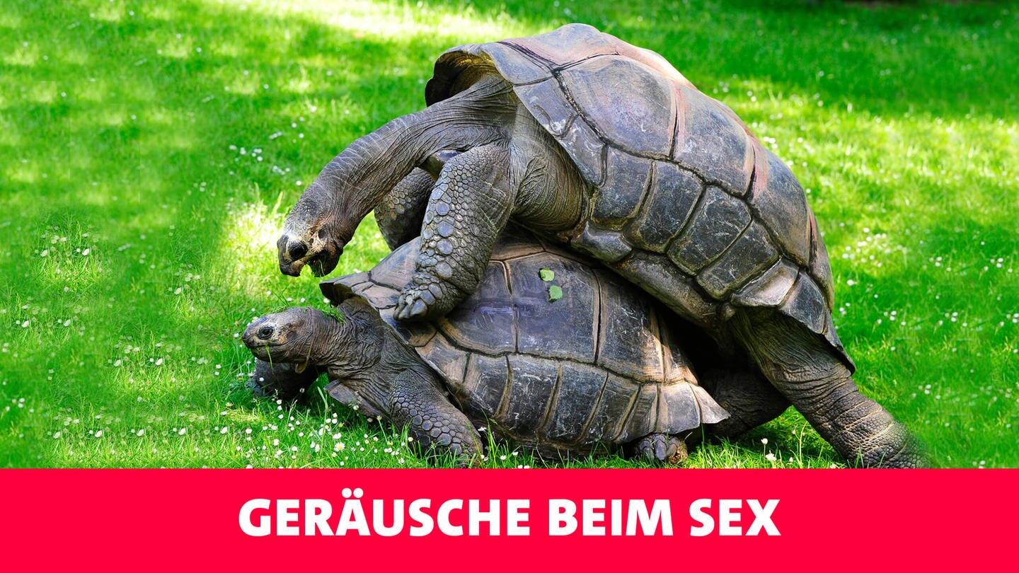 Geräusche beim Sex (Foto: picture-alliance / Reportdienste, Picture Alliance)