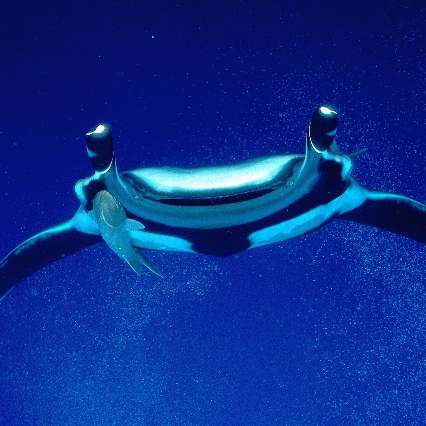 Ein Riesenmanta schwimmt im Meer (Foto: dpa Bildfunk, Picture Alliance)