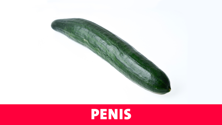 Penis