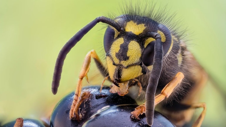 Wespe beim Fressen (Foto: dpa Bildfunk, Picture Alliance)