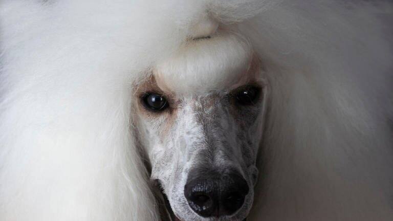 Die Tierdocs: Pudel will nicht zum Friseur (Foto: IMAGO, COROIMAGE)