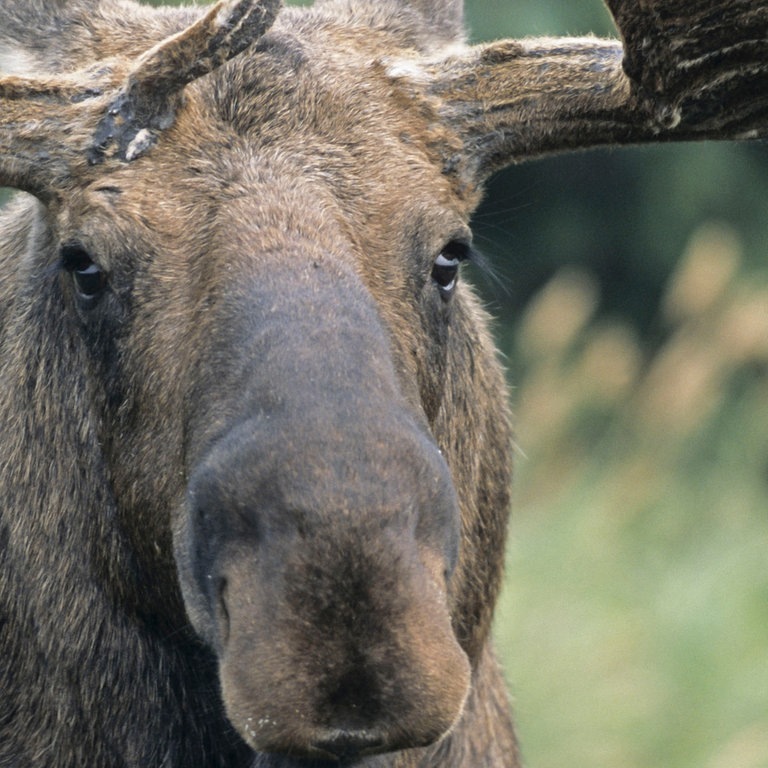 Die Tierdocs: Elch knuscht (Foto: picture-alliance / Reportdienste, COROIMAGE)