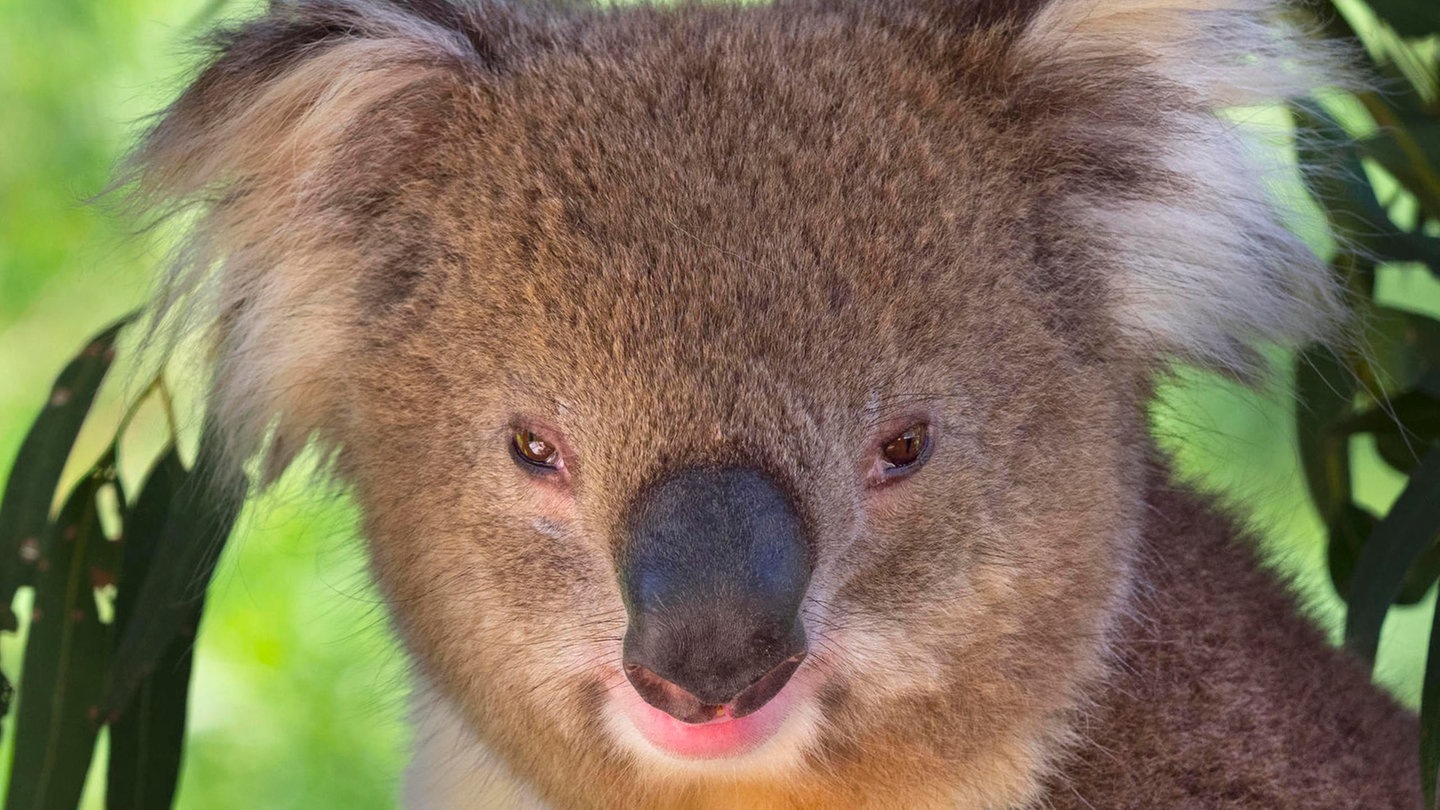 Die Tierdocs: Koala ist knatschig (Foto: picture-alliance / Reportdienste, Ernie Jane)