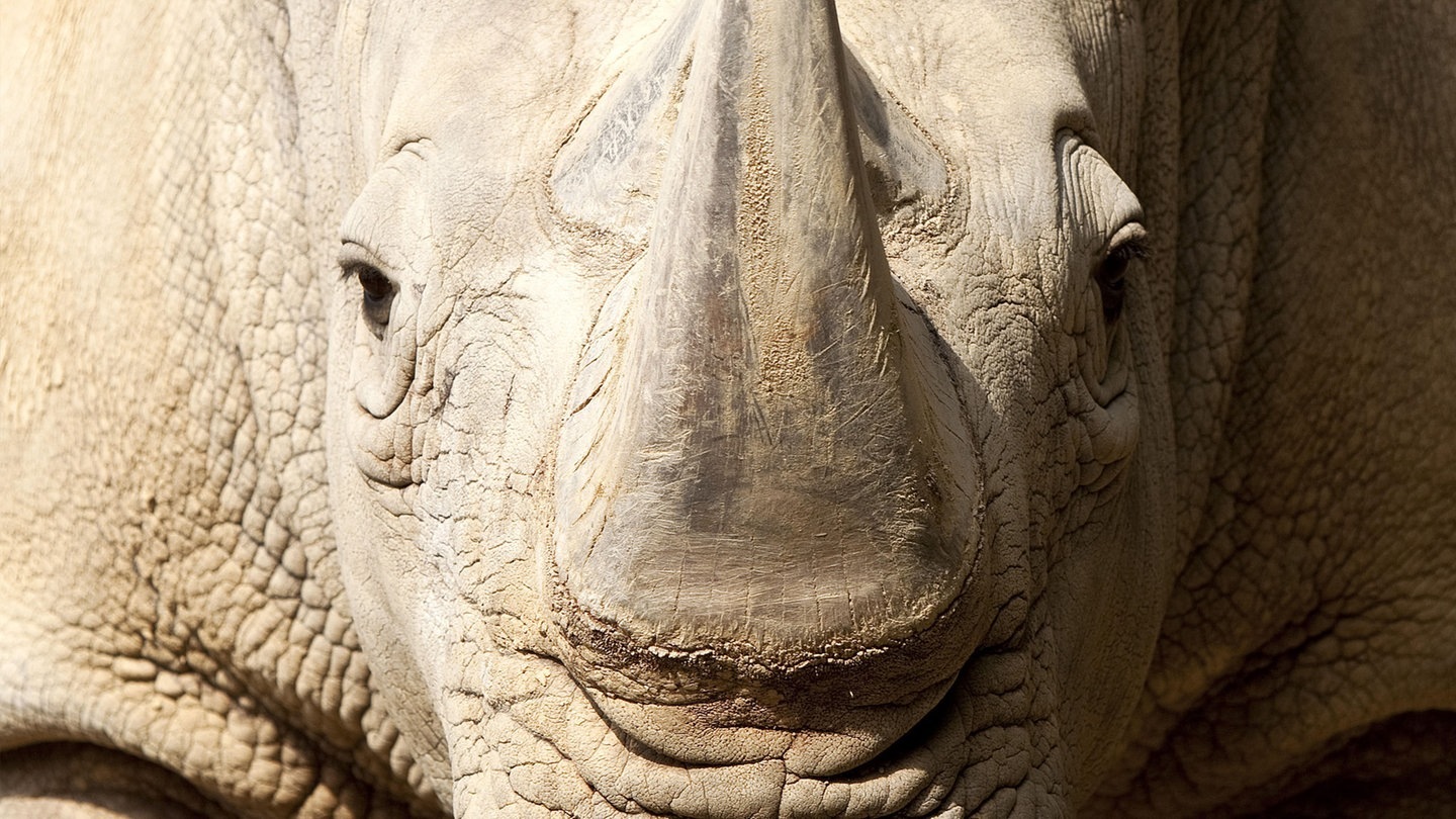Die Tierdocs: Ein-Nas-Horn (Foto: picture-alliance / Reportdienste, S. Ziese;)