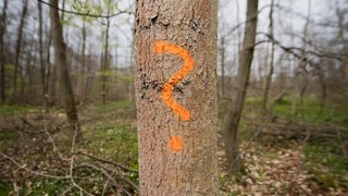 Jürgen Kienzle und das Waldwissen