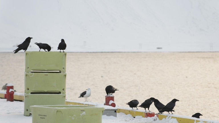 Krähen als Problemlöser (Foto: picture-alliance / Reportdienste, Picture Alliance)