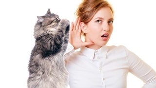 Katze flüstert Mensch etwas ein