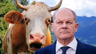 Scholz steht vor Kuh im Allgäu