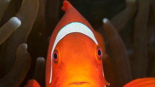 Die Tierdocs: Clownfisch will Geschlecht wechseln
