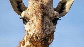 Die Tierdocs: Giraffe kriegt den Hals nicht voll