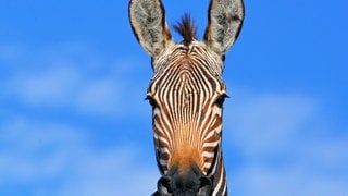 Die Tierdocs: Zebra will nicht über die Straße (Foto: picture-alliance / Reportdienste, Anke Leifeld;) Die Tierdocs: Zebra will nicht über die Straße