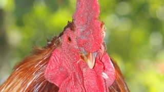 Die Tierdocs: Hahn ist heiser (Foto: picture-alliance / Reportdienste, B. Rainer) Die Tierdocs: Hahn ist heiser
