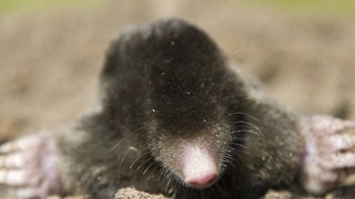 Die Tierdocs: Maulwurf sieht schlecht (Foto: picture-alliance / Reportdienste, Patrick Pleul) Die Tierdocs: Maulwurf sieht schlecht
