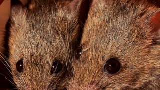 Die Tierdocs: Mäuse sind zu ähnlich (Foto: picture-alliance / Reportdienste, TUNS) Die Tierdocs: Mäuse sind zu ähnlich