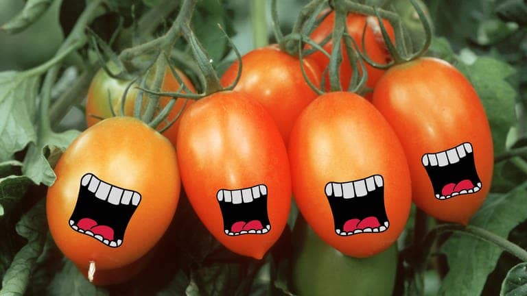 Tomaten auf die Ohren (Foto: picture-alliance / Reportdienste, D.Harms/WILDLIFE)