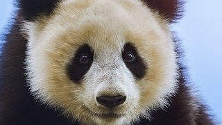 Die Tierdocs: Panda schläft schlecht (Foto: IMAGO, Sergej Razvodovskij) Die Tierdocs: Panda schläft schlecht
