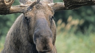 Die Tierdocs: Elch knuscht (Foto: picture-alliance / Reportdienste, COROIMAGE) Die Tierdocs: Elch knuscht