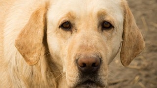 Die Tierdocs: Labrador hat zu viel Fleeschknepp gefressen