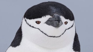 Die Tierdocs: Pinguin ist polygam