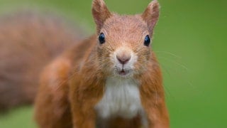 Die Tierdocs: Eichhörnchen ist sammelsüchtig