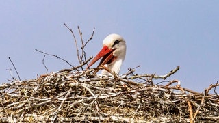 Die Tierdocs: Storch will nicht aus dem Nest