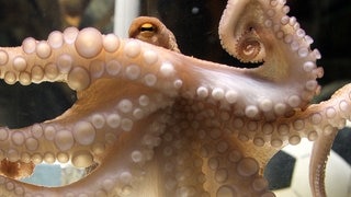 Die Tierdocs: Krake klebt sich fest