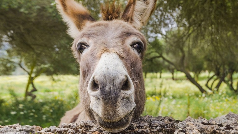 Die Tierdocs: Esel lacht nicht mehr