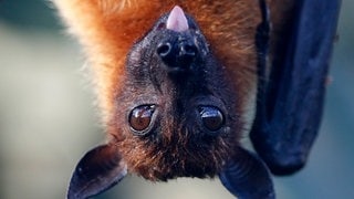 Die Tierdocs: Fledermaus ist erkältet