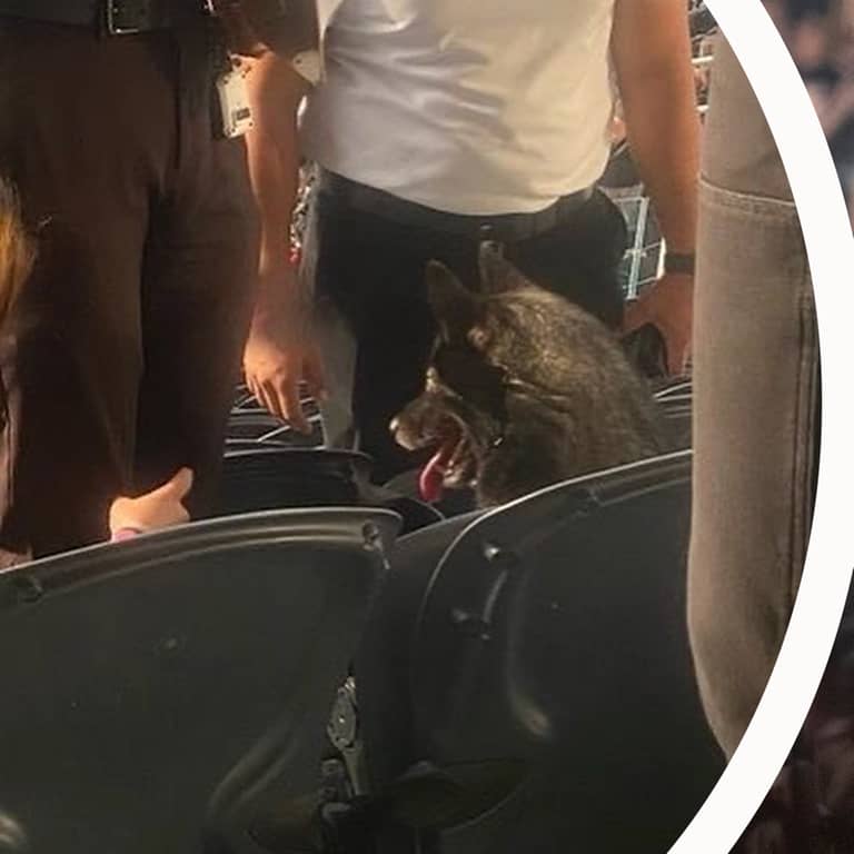 Ein Hund hat sich alleine auf das Metallica-Konzert in Los Angeles geschlichen und sitzt auf der Tribüne.