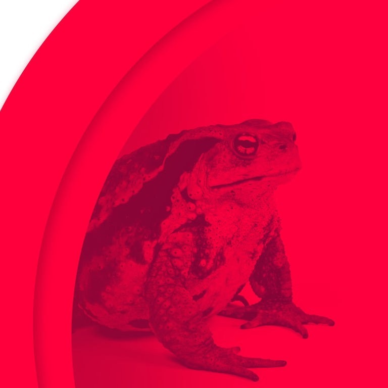 Der Gangster, der Junkie und die Hure. Frosch. (Foto: SWR3)