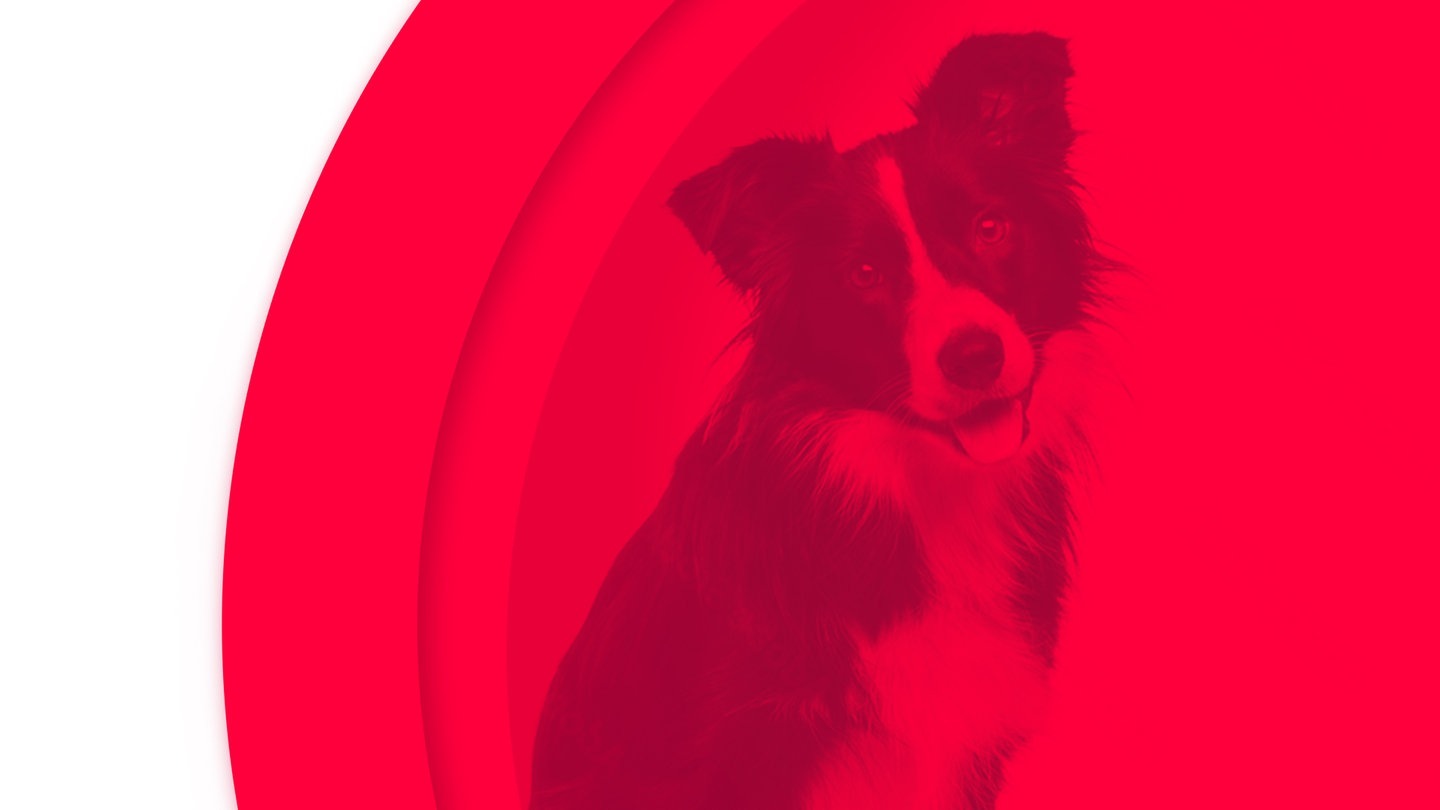 Foto: SWR3, Eric Isselée Der Gangster, der Junkie und die Hure. Hund. (Foto: SWR3, Eric Isselée)