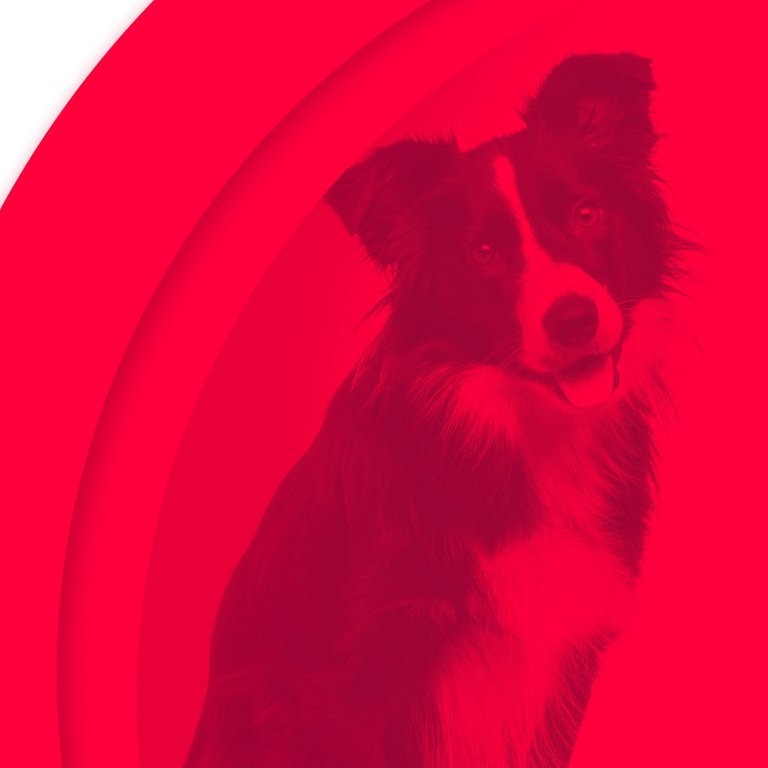 Der Gangster, der Junkie und die Hure. Hund. (Foto: SWR3, Eric Isselée)
