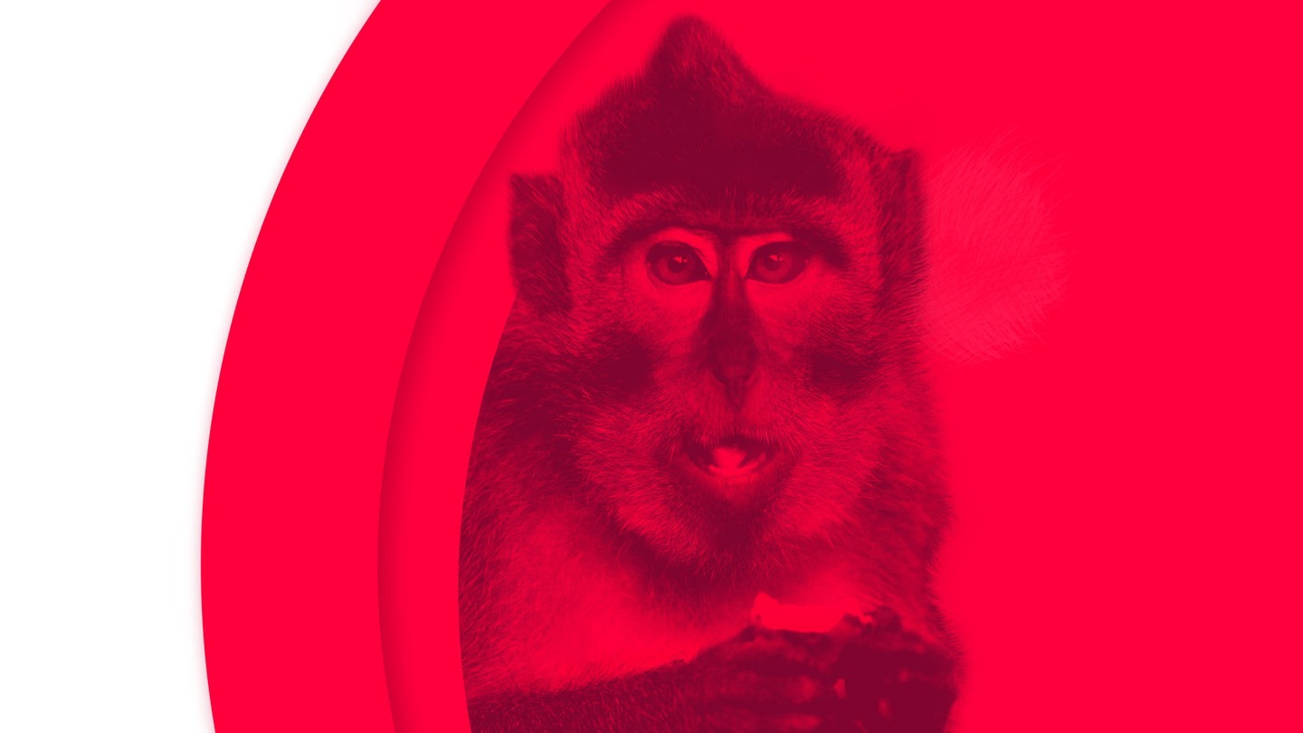 Foto: Adobe Stock/aussieanouk Der Gangster, der Junkie und die Hure: Ein Javaneraffe (Javaneraffen bestehlen in Bali Touristen) (Foto: Adobe Stock/aussieanouk)