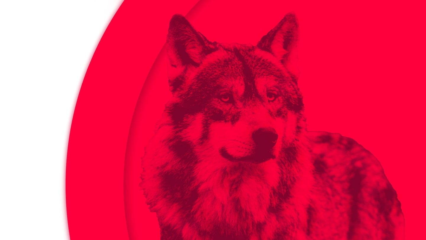 Foto: SWR3 Ein Wolf (Foto: SWR3)