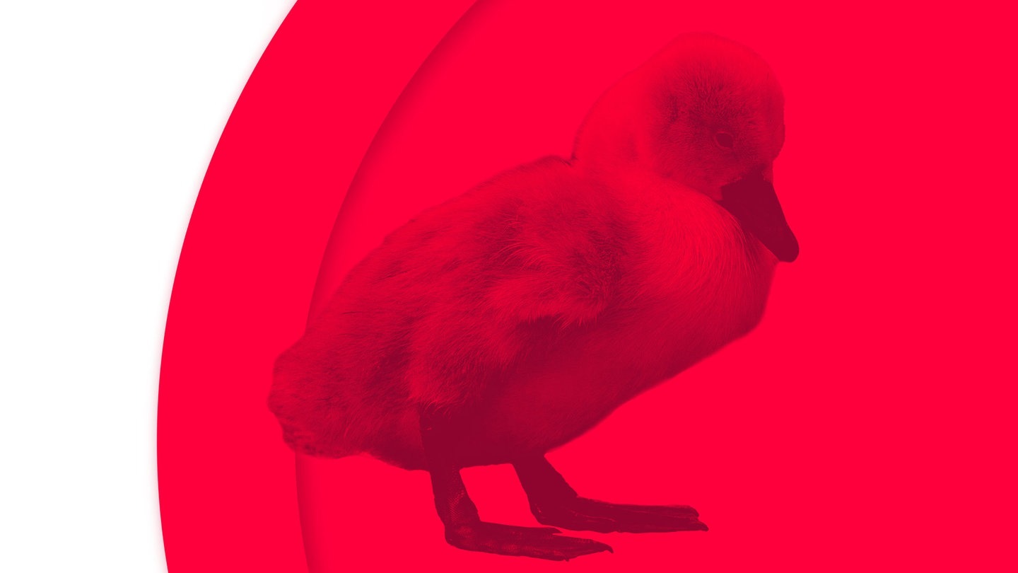 Foto: SWR3 Ein junger Schwan, das hässliche Entlein (aus dem Märchen) (Foto: SWR3)