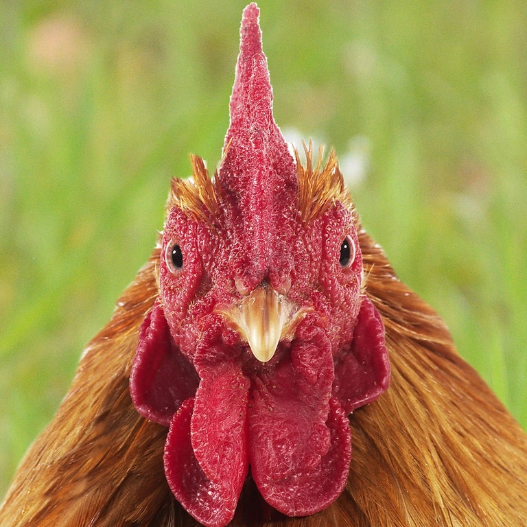Die Tierdocs: Huhn legt nicht (Foto: picture-alliance / Reportdienste, Gerard LACZ)