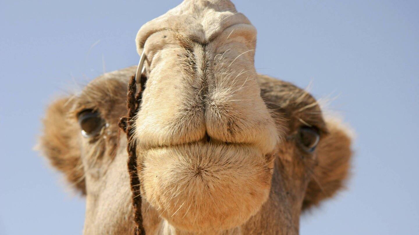 Die Tierdocs: Kamel will größere Höcker (Foto: picture-alliance / Reportdienste, Begsteiger)