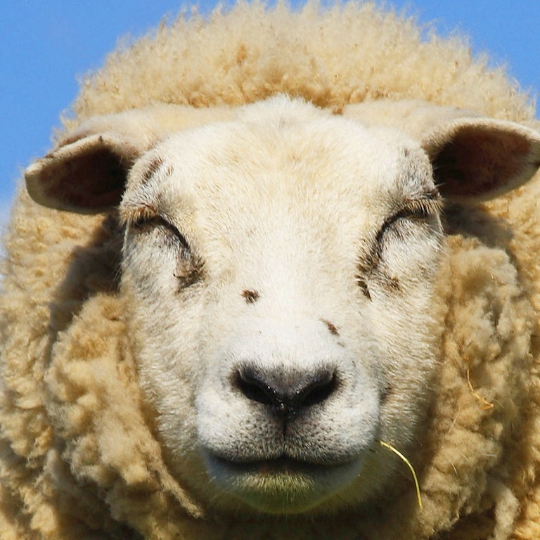 Die Tierdocs: Schaf mäht nicht mehr (Foto: picture-alliance / Reportdienste, W. Pattyn)