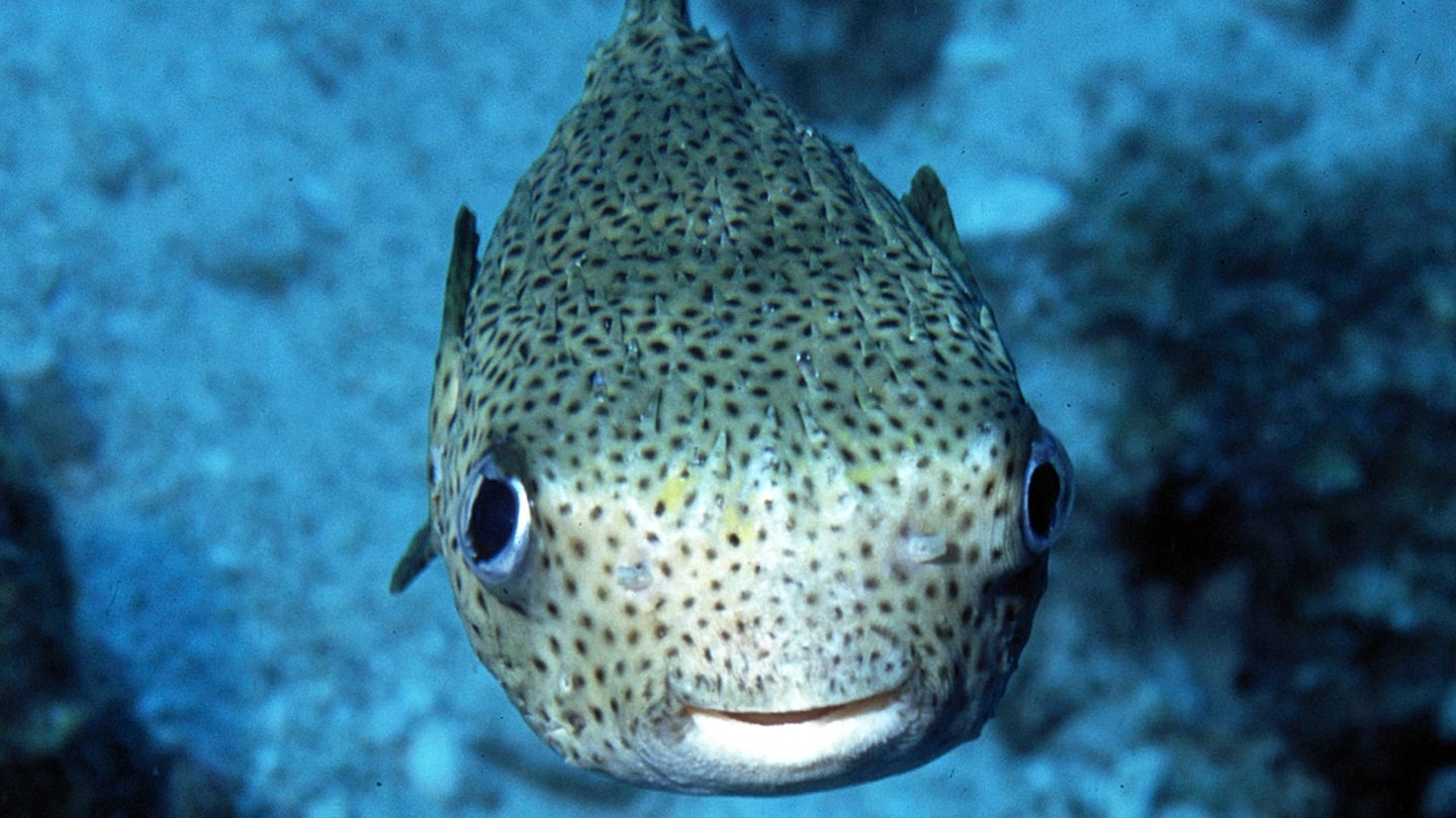 Foto: IMAGO, AGAMI/R. Riemer Die Tierdocs: Fisch mit Internetsucht (Foto: IMAGO, AGAMI/R. Riemer)
