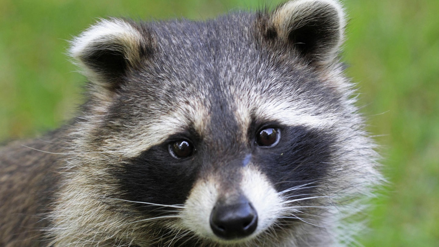 Foto: picture-alliance / Reportdienste, W. Layer; Die Tierdocs: Waschbär wäscht sich nicht (Foto: picture-alliance / Reportdienste, W. Layer;)