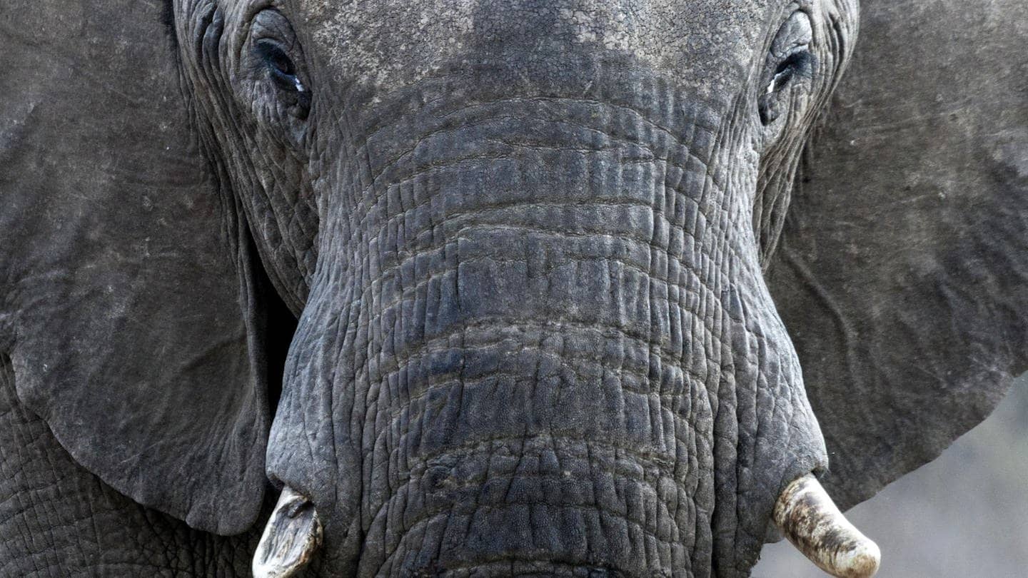 Die Tierdocs: Elefant hat Knoten im Rüssel (Foto: picture-alliance / Reportdienste, AGAMI/C. Piek)