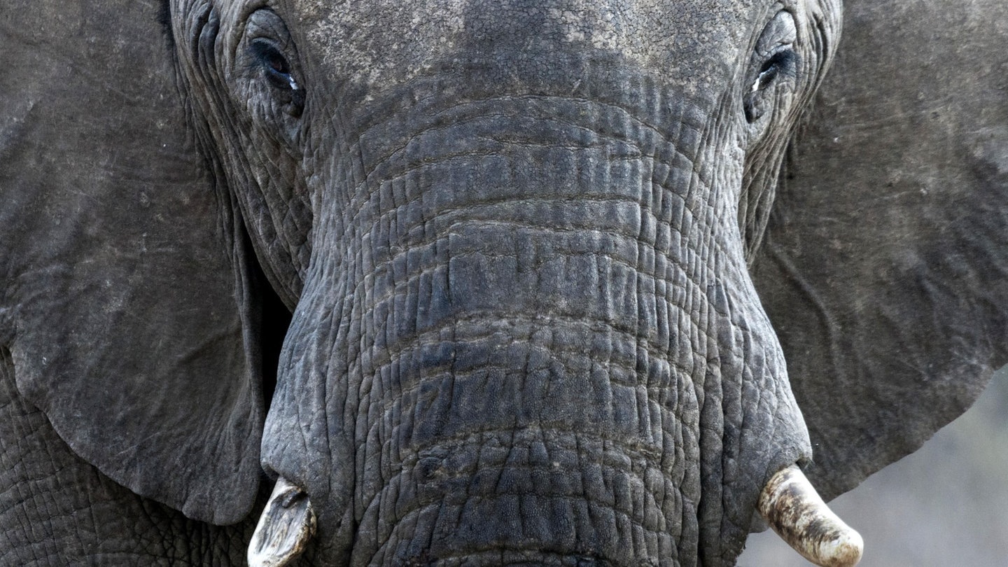 Foto: picture-alliance / Reportdienste, AGAMI/C. Piek Die Tierdocs: Elefant hat Knoten im Rüssel (Foto: picture-alliance / Reportdienste, AGAMI/C. Piek)