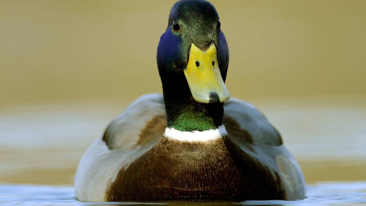 Foto: picture-alliance / Reportdienste, C. Wermter Die Tierdocs: Ente liest zu viel (Foto: picture-alliance / Reportdienste, C. Wermter)