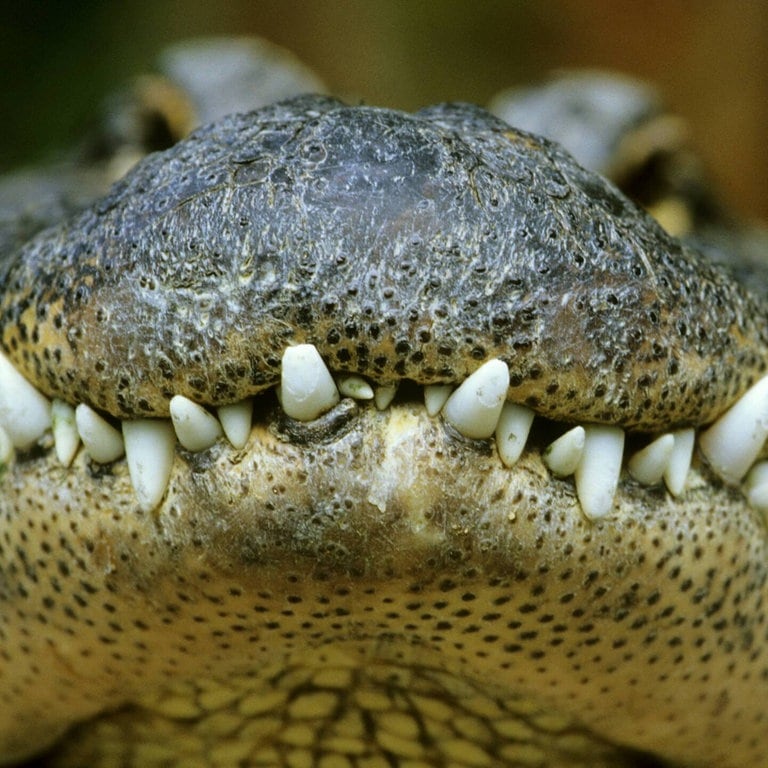 Die Tierdocs: Krokodil frisst zu viel (Foto: picture-alliance / Reportdienste, Werner&Kerstin Layer Naturfotografie Weltweit)