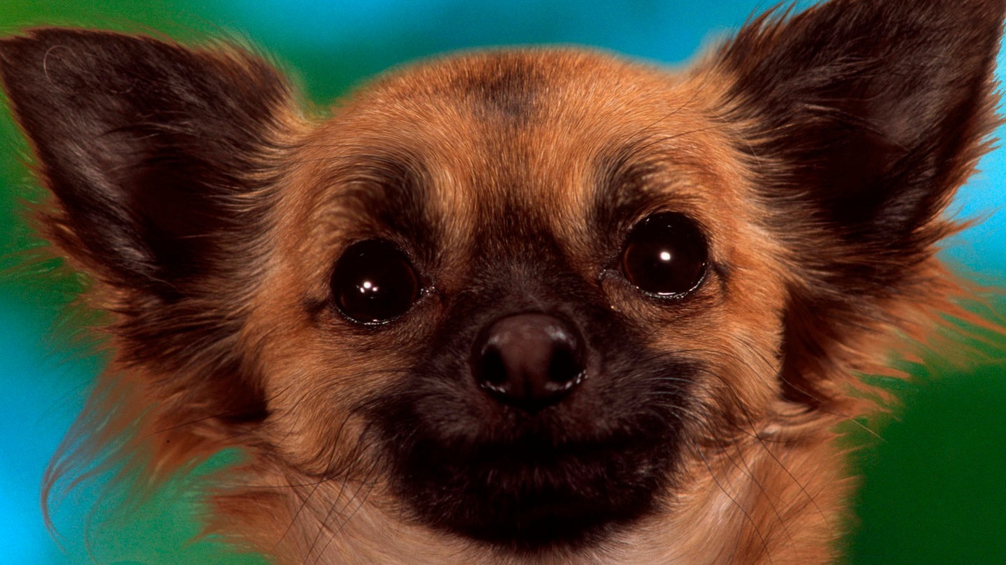 Foto: picture-alliance / Reportdienste, Wegner, P. Die Tierdocs: Chihuahua in der Tasche (Foto: picture-alliance / Reportdienste, Wegner, P.)
