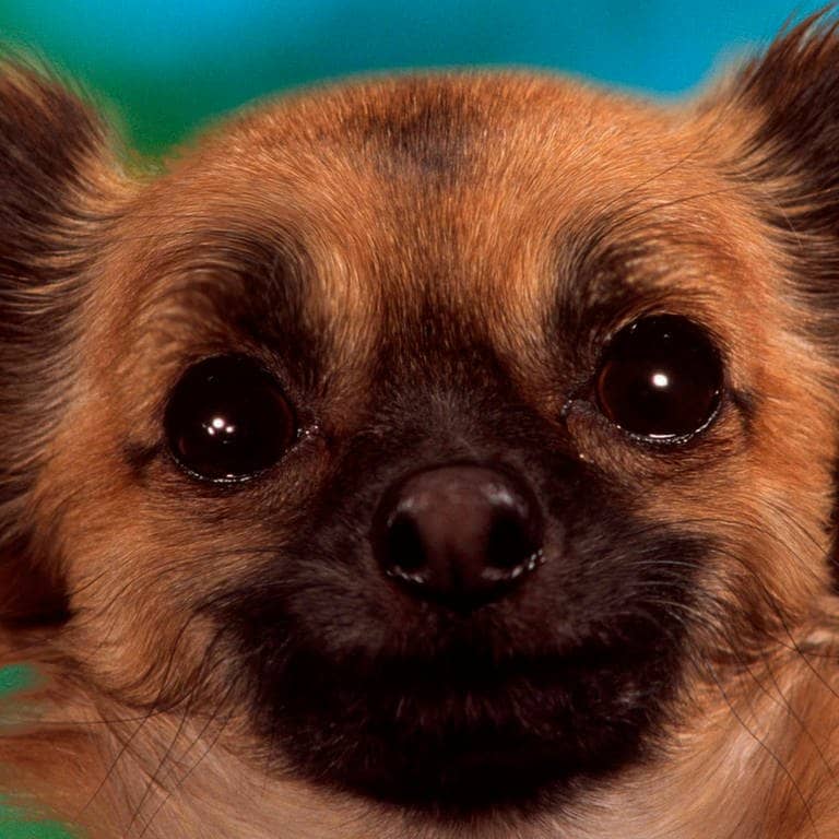 Die Tierdocs: Chihuahua in der Tasche (Foto: picture-alliance / Reportdienste, Wegner, P.)