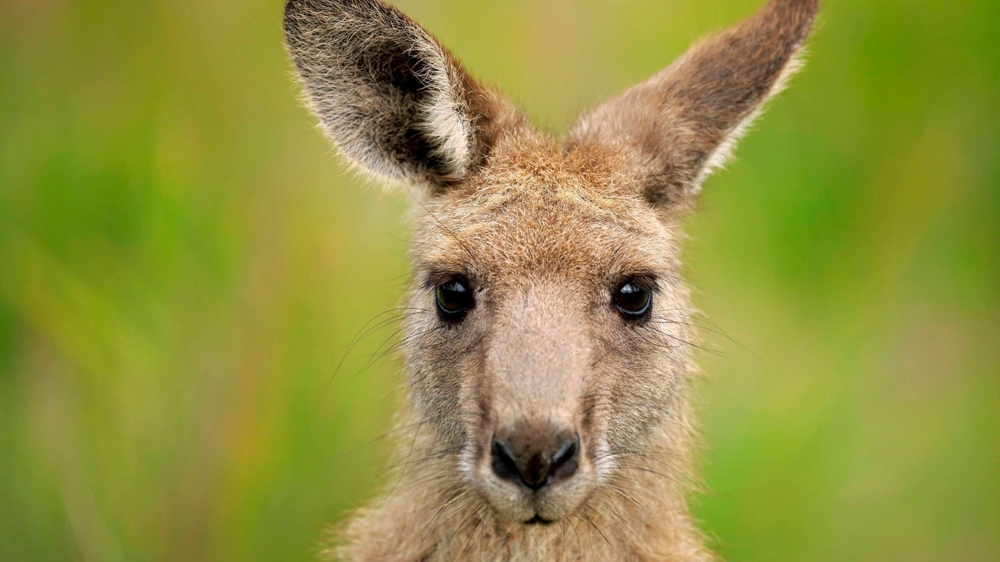 Foto: picture-alliance / Reportdienste, TUNS Die Tierdocs: Känguru boxt (Foto: picture-alliance / Reportdienste, TUNS)